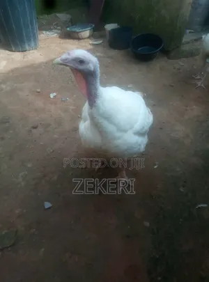 For Sale: 9- Months Old Broad Breasted White Turkeys
