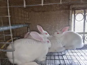Landan Rabbit Farm