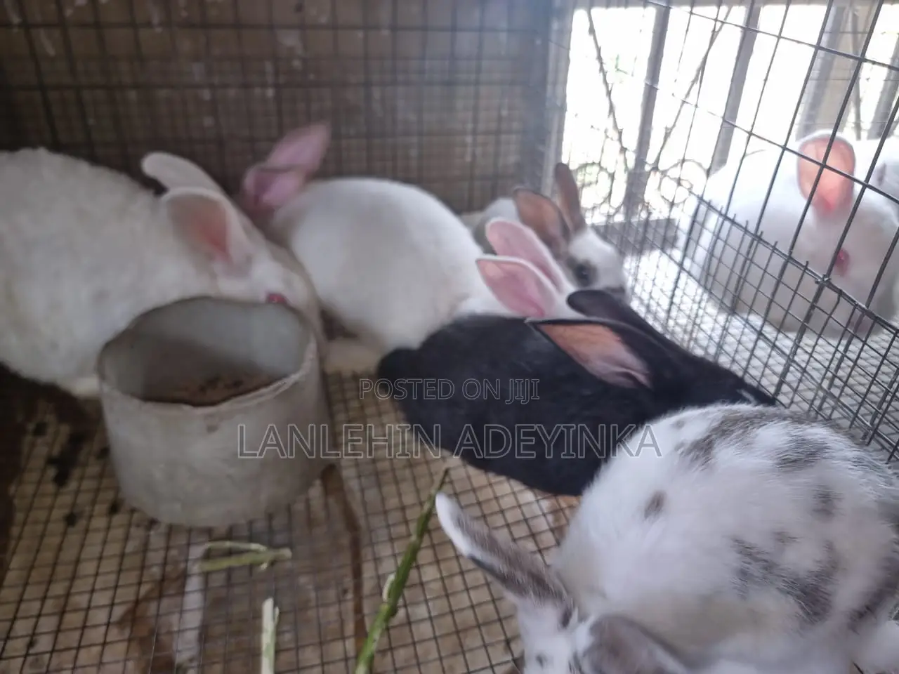 Landan Rabbit Farm