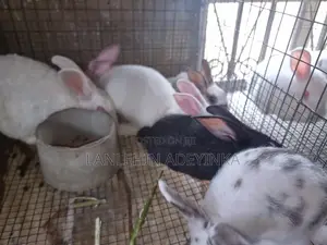 Landan Rabbit Farm