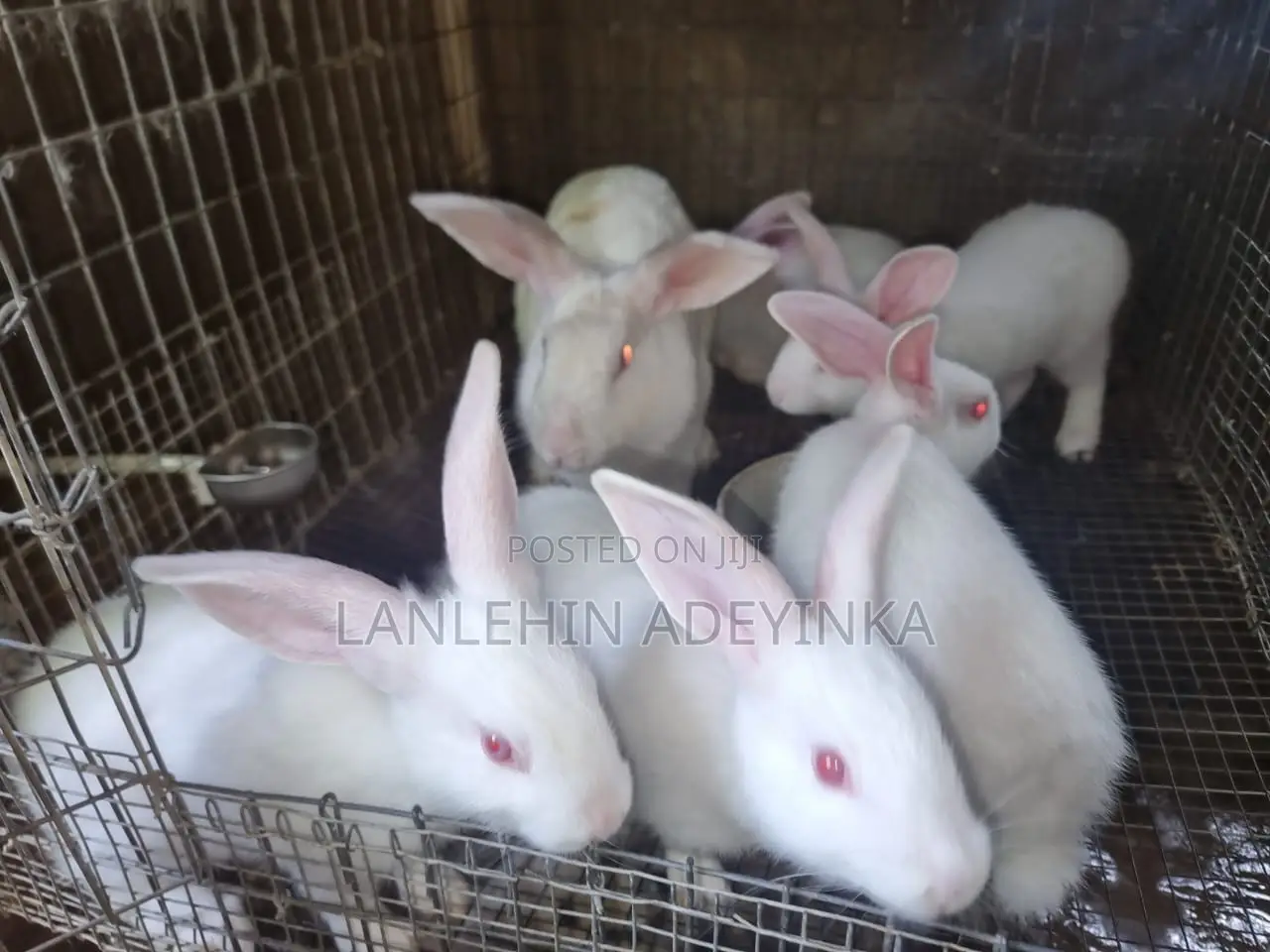 Landan Rabbit Farm