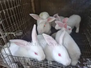 Landan Rabbit Farm