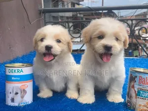 1-3 months Male Purebred Lhasa Apso
