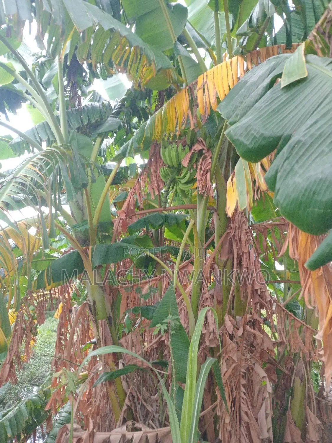 Plantain, Banana and Sucker