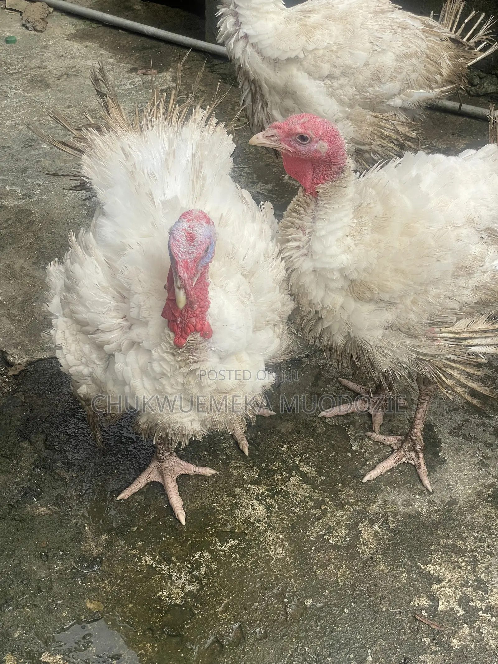 Foreign Turkey