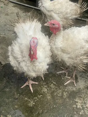 Foreign Turkey