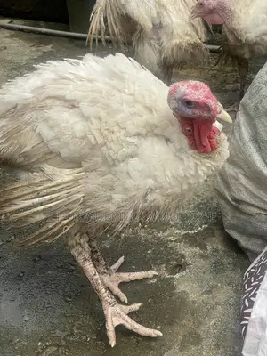 Foreign Turkey