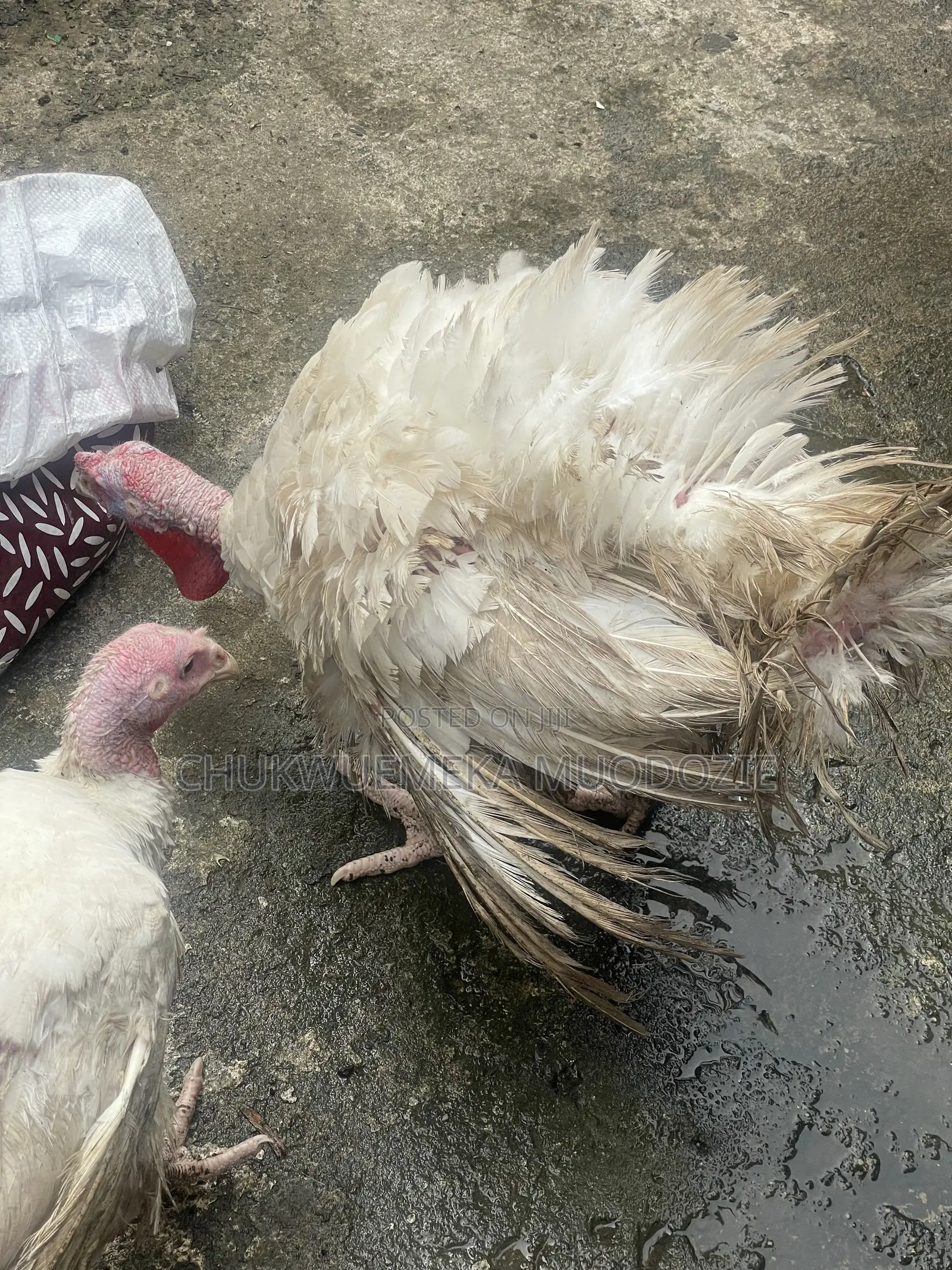 Foreign Turkey