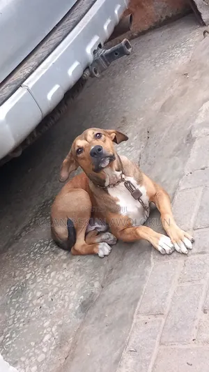 3-6 months Male Mixed Breed Bulldog