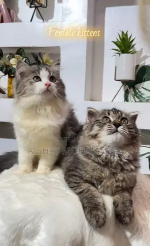 3-6 months Female Purebred Persian