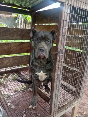 1+ year Male Purebred Cane Corso