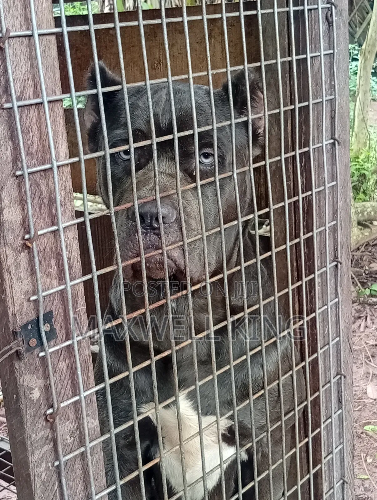 1+ year Male Purebred Cane Corso