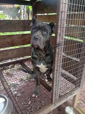 1+ year Male Purebred Cane Corso