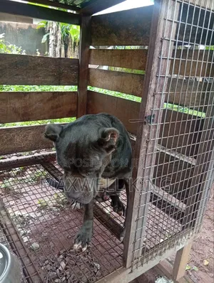 1+ year Male Purebred Cane Corso