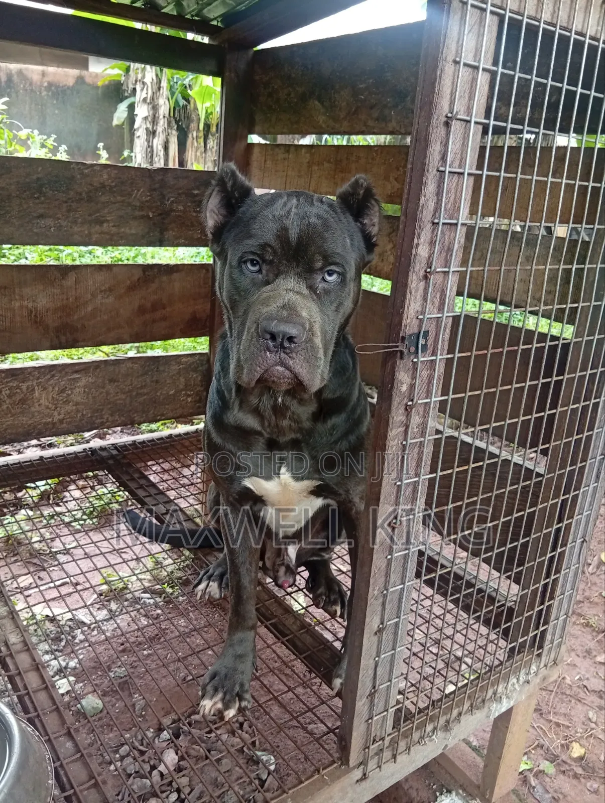 1+ year Male Purebred Cane Corso