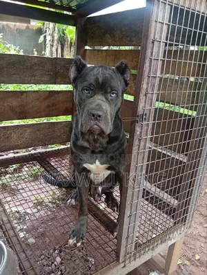 1+ year Male Purebred Cane Corso