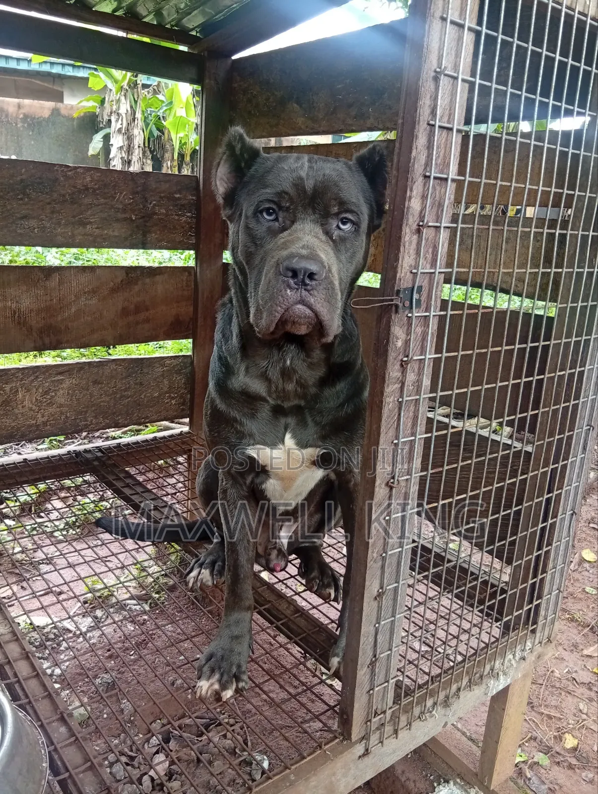 1+ year Male Purebred Cane Corso