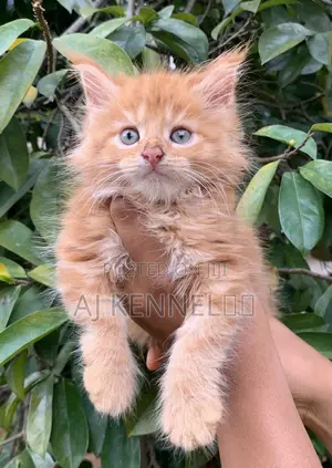 1-3 months Male Purebred Maine Coon