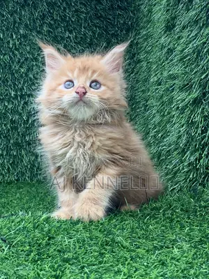 1-3 months Male Purebred Maine Coon