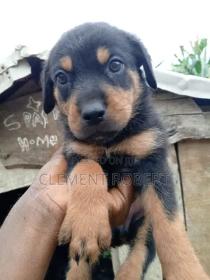 1-3 months Female Purebred Rottweiler
