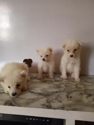 1-3 months Female Purebred American Eskimo