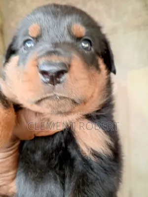 0-1 month Male Purebred Rottweiler