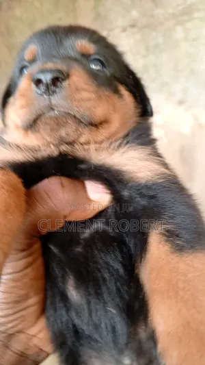 0-1 month Male Purebred Rottweiler