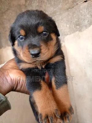 0-1 month Male Purebred Rottweiler