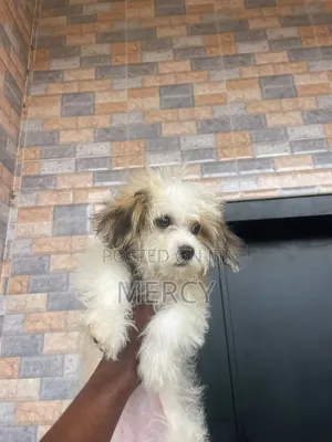 1-3 months Female Purebred Lhasa Apso