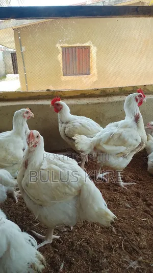 Day Old Chicks and Fully Grown Children