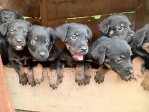 1-3 months Female Purebred Rottweiler