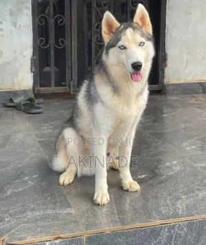 6-12 months Male Purebred Siberian Husky