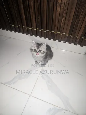 0-1 month Male Purebred Persian