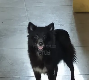 1-3 months Male Purebred American Eskimo