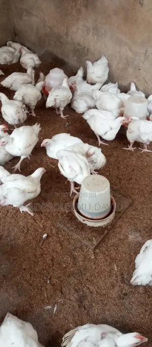 6 Weeks Broilers