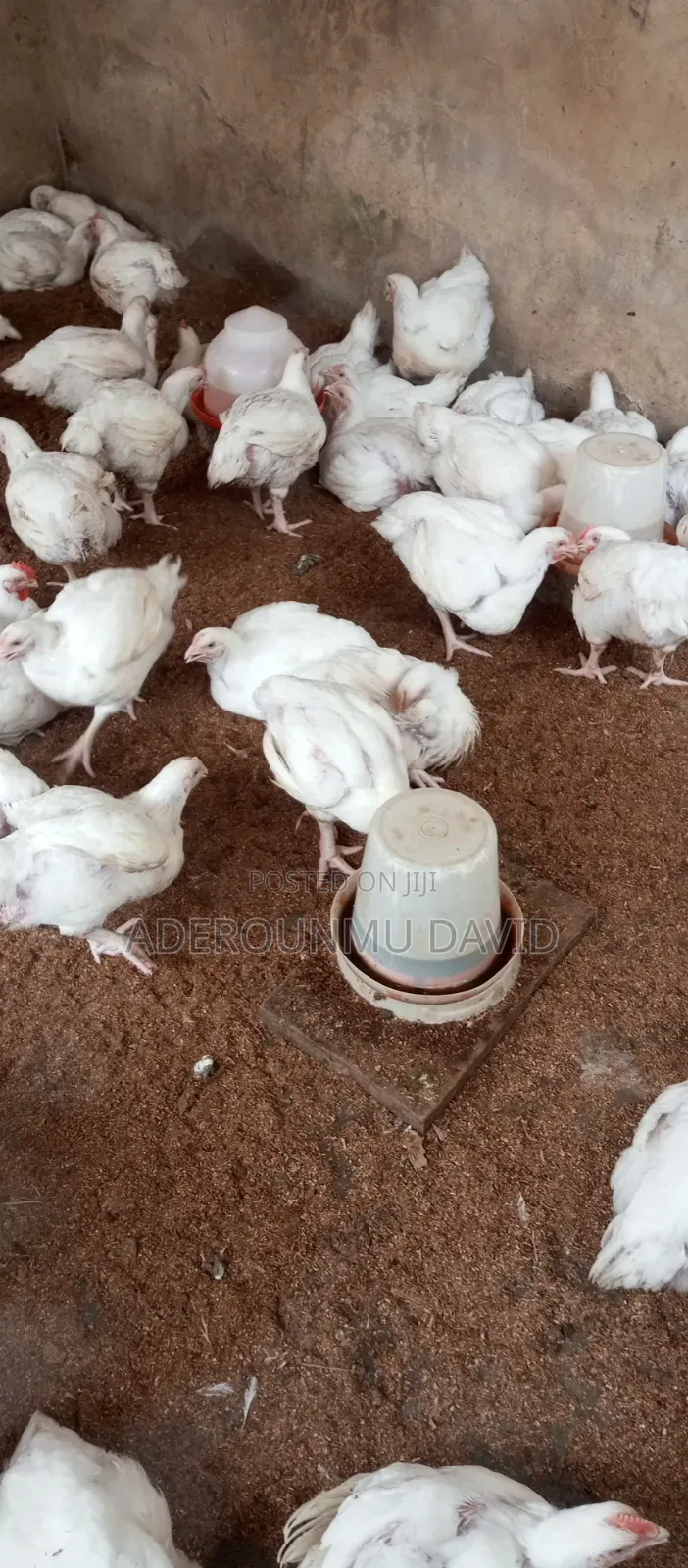 6 Weeks Broilers