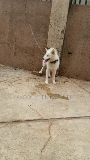 6-12 months Male Mixed Breed American Eskimo