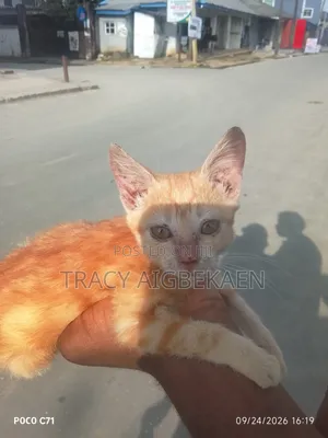 0-1 month Female Mixed Breed Cat