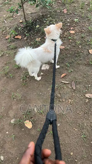 6-12 months Female Purebred American Eskimo