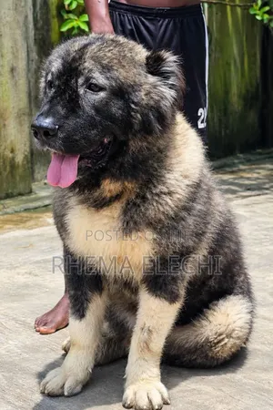 6-12 months Female Purebred Caucasian Shepherd