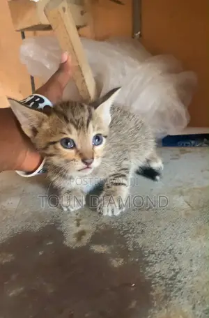 1-3 months Female Mixed Breed American Shorthair