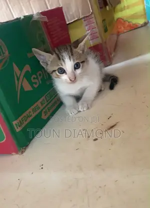 1-3 months Male Mixed Breed American Shorthair
