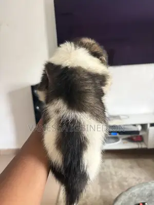 0-1 month Female Mixed Breed Lhasa Apso