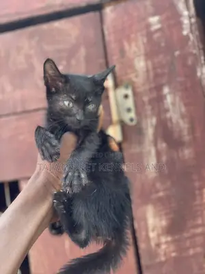 1-3 months Female Purebred Bombay