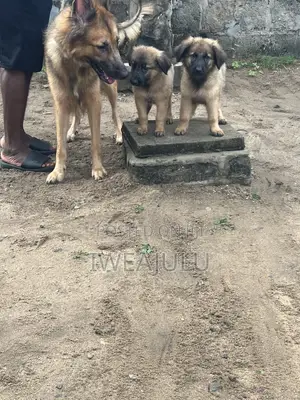 1-3 months Male Purebred German Shepherd