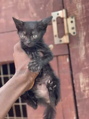 1-3 months Female Purebred Bombay