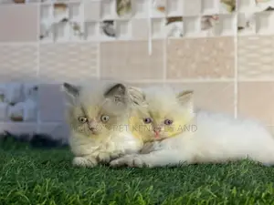 1-3 months Female Purebred Persian