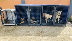 Giant Dog Cage
