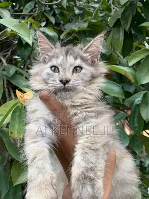1-3 months Female Purebred Maine Coon