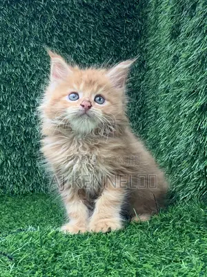 1-3 months Male Purebred Maine Coon